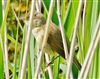 Reed Warbler