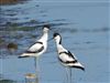 Avocet