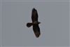 Honey-buzzard