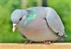 Stock Dove