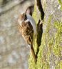 Treecreeper