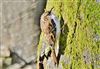 Treecreeper