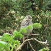 Woodlark