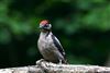 Great Spotted Woodpecker