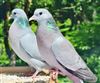 Stock Dove