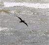 Manx Shearwater