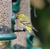 Siskin