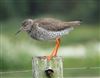 Redshank