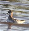 Red-necked Phalarope