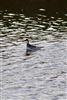 Red-necked Phalarope