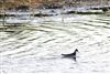 Red-necked Phalarope