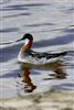 Red-necked Phalarope