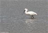 Spoonbill