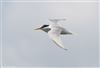 Little Tern