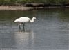 Spoonbill