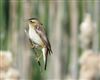 Sedge Warbler