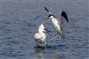 Avocet