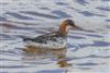 Red-necked Phalarope