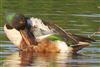 Shoveler