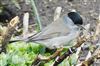 Blackcap