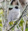 Blackcap