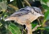 Nuthatch