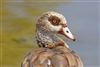 Egyptian Goose