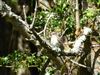 Spotted Flycatcher