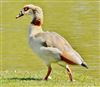 Egyptian Goose