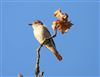 Spotted Flycatcher