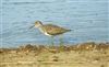 Common Sandpiper