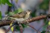 Chiffchaff