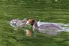 Great Crested Grebe