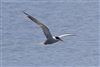 Common Tern