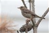 Meadow Pipit