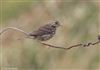 Meadow Pipit