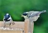 Coal Tit