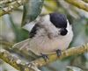 Marsh Tit