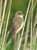 Reed Warbler