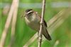 Sedge Warbler