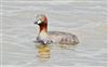 Little Grebe