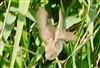 Reed Warbler