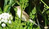 Reed Warbler