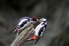 Great Spotted Woodpecker