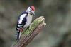 Great Spotted Woodpecker