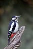 Great Spotted Woodpecker