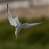 Little Tern