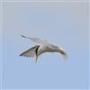 Little Tern