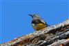 Grey Wagtail