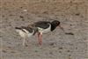 Oystercatcher